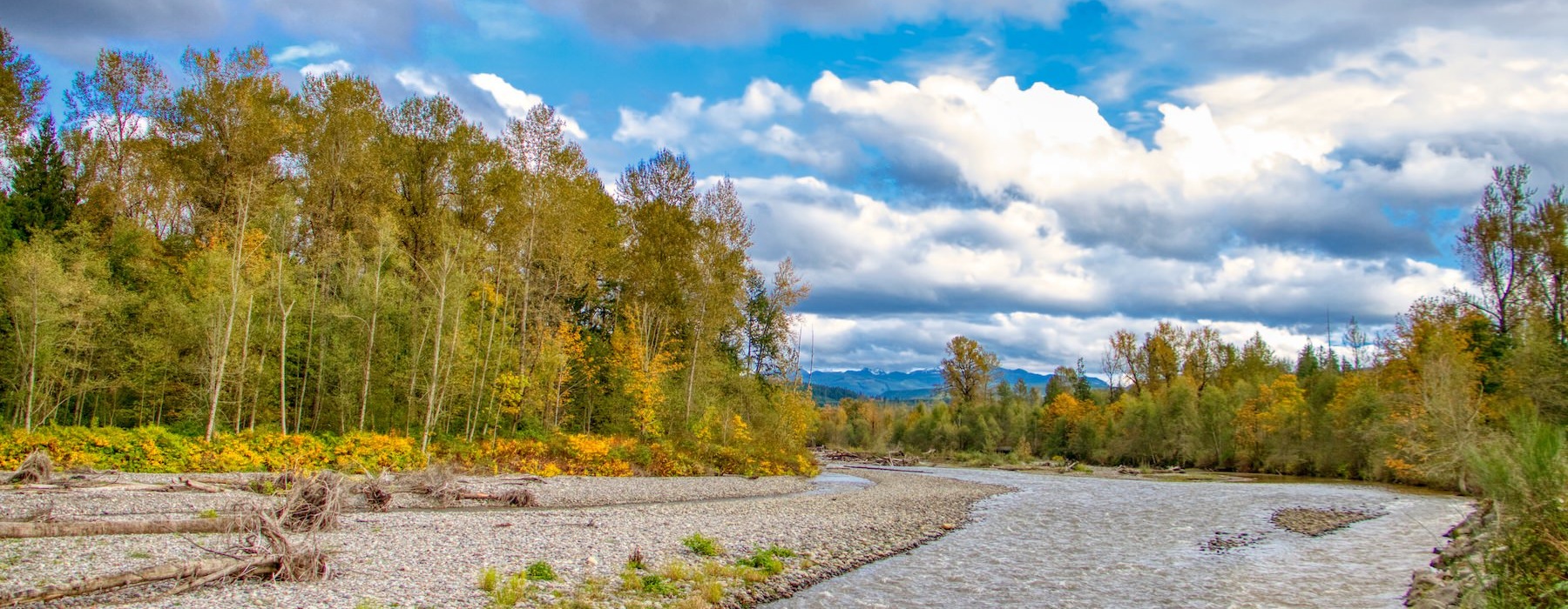 a river with trees on the side