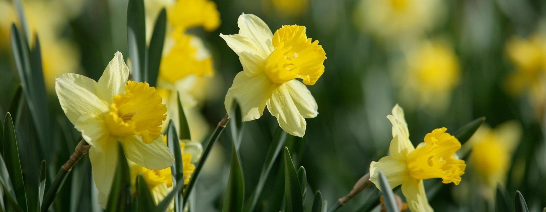 a group of yellow flowers
